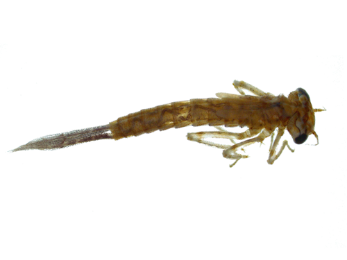 Benthic specimen
